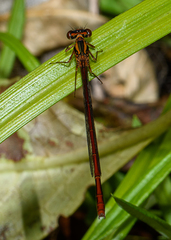 Xanthocnemis zealandica