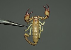 Euscorpius