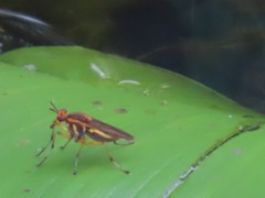 Sciomyzidae