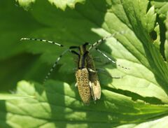 Agapanthia villosoviridescens
