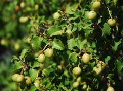 Prunus ilicifolia ilicifolia