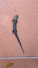Plestiodon tetragrammus