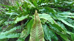 Asplenium scolopendrium scolopendrium