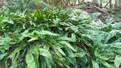 Asplenium scolopendrium scolopendrium