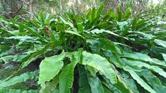 Asplenium scolopendrium scolopendrium