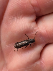 Xylotrechus sagittatus