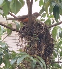 Turdus rufiventris