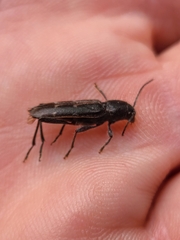 Xylotrechus sagittatus