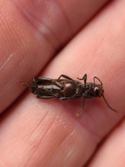 Xylotrechus sagittatus