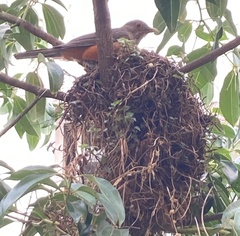 Turdus rufiventris