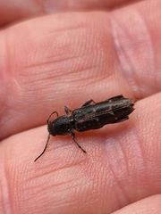 Xylotrechus sagittatus