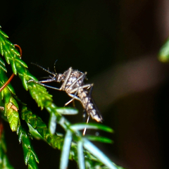 Aedes vexans