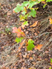 Quercus sinuata breviloba