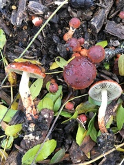Leratiomyces