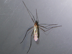 Dicranomyia