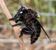 Mallophora leschenaulti