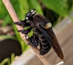 Mallophora leschenaulti