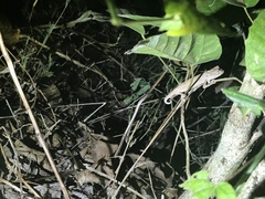 Rieppeleon kerstenii