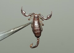 Euscorpius