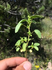 Acalypha neomexicana