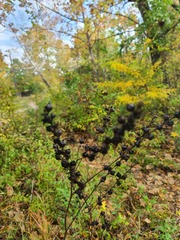 Dasistoma macrophylla