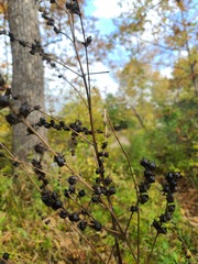 Dasistoma macrophylla