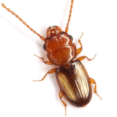 Laemophloeus terminalis