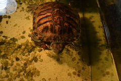 Trachemys scripta elegans