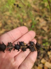 Dasistoma macrophylla