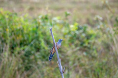 Cacomantis merulinus