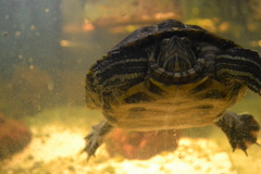 Trachemys scripta elegans