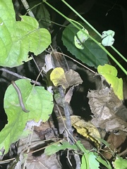 Rieppeleon kerstenii