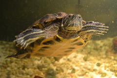Trachemys scripta elegans