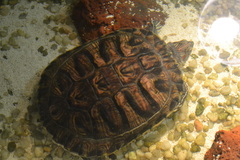 Trachemys scripta elegans
