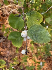 Symphoricarpos