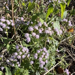 Fleischmannia incarnata