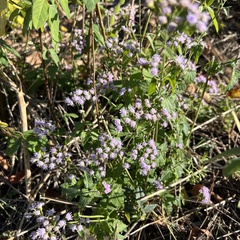 Fleischmannia incarnata