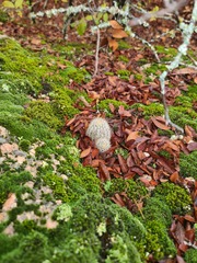Echinocereus reichenbachii baileyi