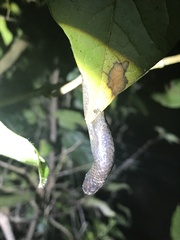 Serpentes