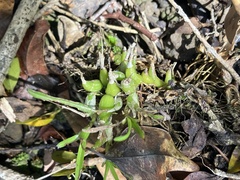 Polystachya ottoniana