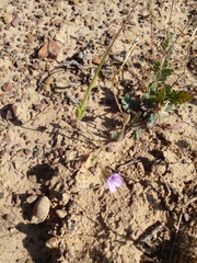 Erodium