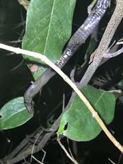 Serpentes