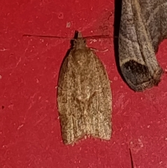 Argyrotaenia franciscana