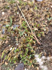 Selaginella corallina