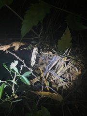 Rieppeleon kerstenii