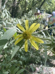 Silphium asteriscus