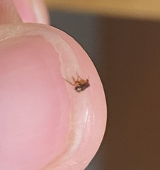Siphonaptera