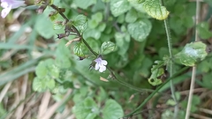 Clinopodium menthifolium ascendens