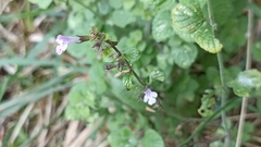 Clinopodium menthifolium ascendens