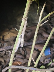Galepsus